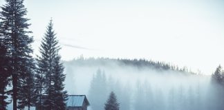 Mieszkanie do wynajęcia