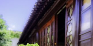 Wyjątkowe piękno - bonsai