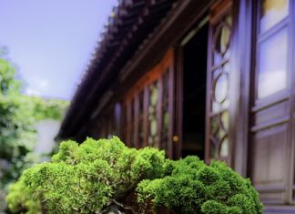 Wyjątkowe piękno – bonsai Wyjątkowe piękno - bonsai