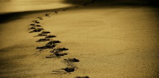 Podróże po świecie w poszukiwaniu korzeni