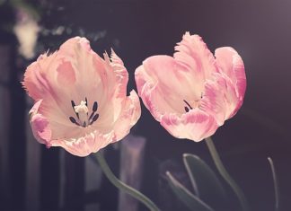 Tańsze produkty dla zwierząt