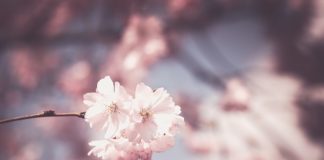 Pożyteczni i szkodliwi mieszkańcy działki