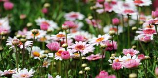 Naturalny ekosystem w przydomowym ogrodzie