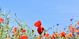 Mniej i bardziej znane zwierzaki