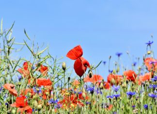 Mniej i bardziej znane zwierzaki