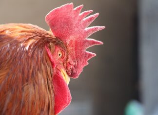 Czy można golić się bez pianki?