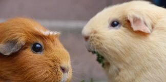 Jak suszyć włosy aby były gładkie?