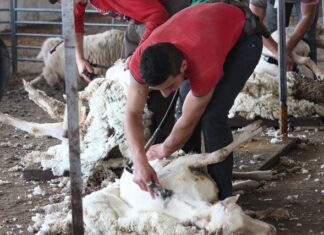 Jak strzyc psa w domu? Jak strzyc psa w domu?