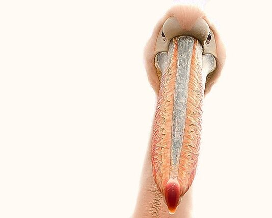 Jak zrobić linię światła na paznokciach?