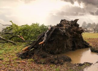 Czy wyrwane brwi odrosną?