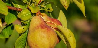 Jak długo można trzymać odżywkę na włosach?