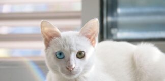 Na czym polega golarka foliowa?