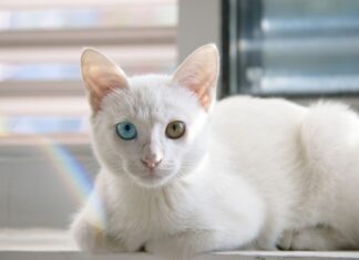 Na czym polega golarka foliowa?