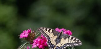 Jak golić rzadki zarost?