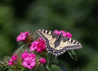 Jak golić rzadki zarost?