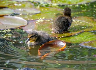 Jak pozbyć się zastoju limfy? Jak pozbyć się zastoju limfy?