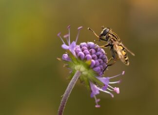 Co oznacza tatuaż diabła? Co oznacza tatuaż diabła?