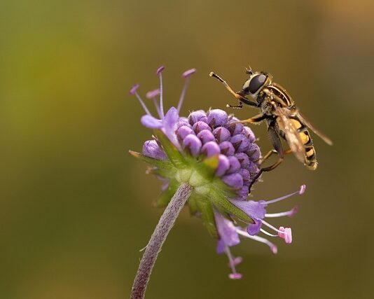 Co oznacza tatuaż diabła?