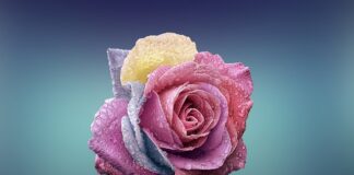 Czym się rożni Top No Wipe od zwykłego?