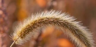 Co ile trzeba wymieniać głowicę w golarce?