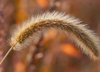 Co ile trzeba wymieniać głowicę w golarce?
