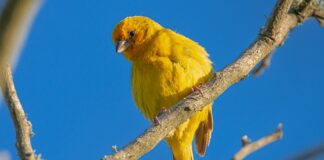 Jaki ma zapach Szafran?