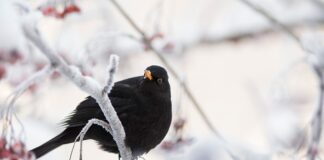 Na czym polega działanie tabletek antykoncepcyjnych?