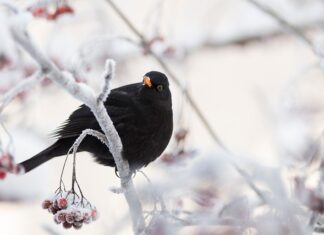 Na czym polega działanie tabletek antykoncepcyjnych?