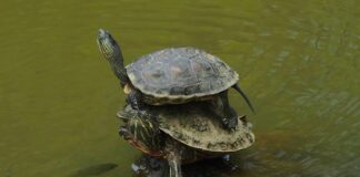 W jakiej kolejności nakładać pielęgnacje?