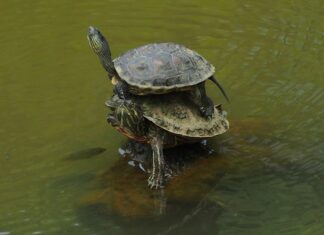 Ile razy nakładać lakier hybrydowy?