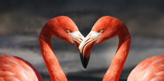 Jak dobrać dzioby do igieł?