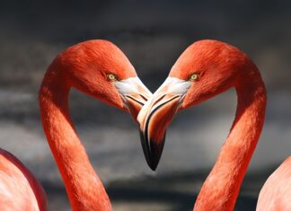 Jak dobrać dzioby do igieł?