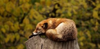 Jak pachnie czerwony Guess?