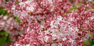 Co ile trzeba wymieniać ostrza w maszynce elektrycznej?