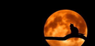 Co daje czarna maseczka?