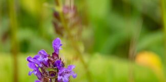 Ile kosztuje zrobienie trwałych loków?