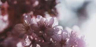 Które golarki lepsze?