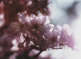 Które golarki lepsze?