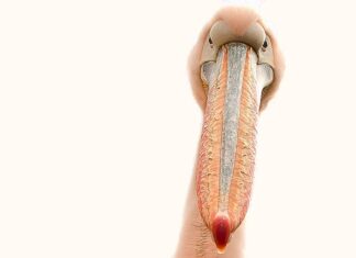 Na jakich paznokciach nie można robić hybrydy? Na jakich paznokciach nie można robić hybrydy?