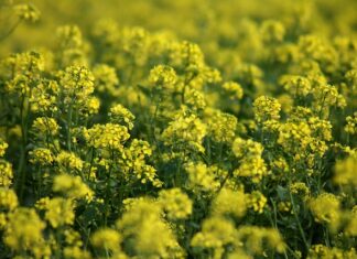 Po co aktywator do henny?