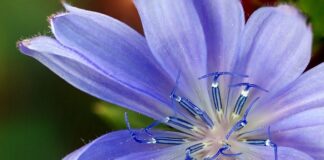 Czy opłaca się kupować zamienniki perfum?