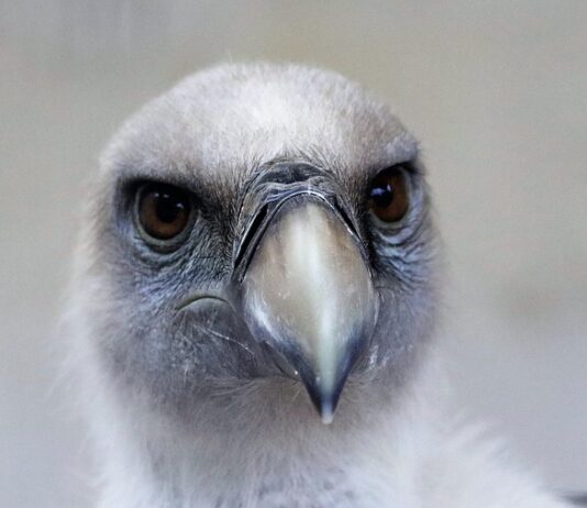 Co oznacza tatuaż Gryf?