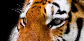 Co kupić na wągry na nosie?