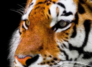 Co kupić na wągry na nosie? Co kupić na wągry na nosie?