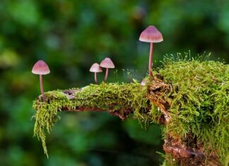 Z czego robi się gąbki do mycia? Z czego robi się gąbki do mycia?