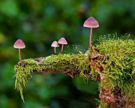 Jak czyścić magiczna gąbka?