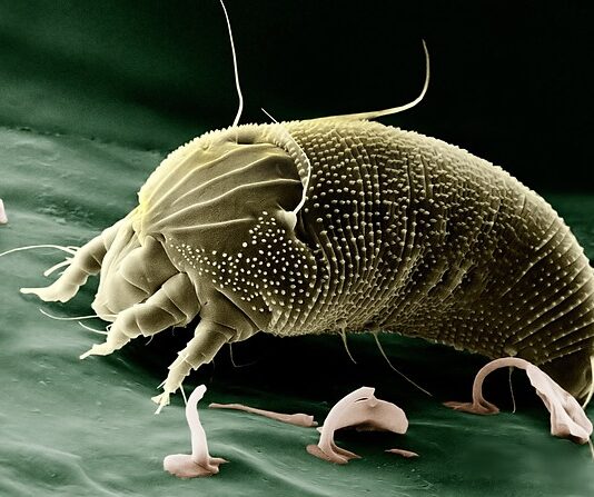 Co na powiększenie biustu Rossmann?