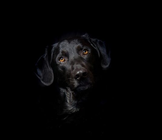 Czym ściągnąć hybrydę Rossmann?