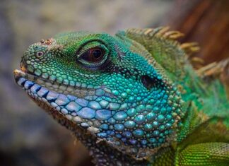 Z czego się bierze łupież? Z czego się bierze łupież?