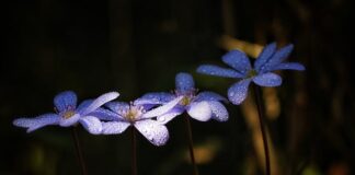 Jak wyglądają paznokcie przy chorej wątrobie?